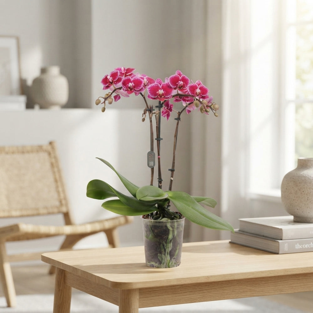 Multiflora Phalaenopsis Orchid – 9cm Pot, 35cm High