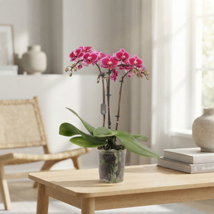 Multiflora Phalaenopsis Orchid – 9cm Pot, 35cm High