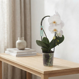 White Phalaenopsis Orchid – 12cm Pot, 45cm Tall