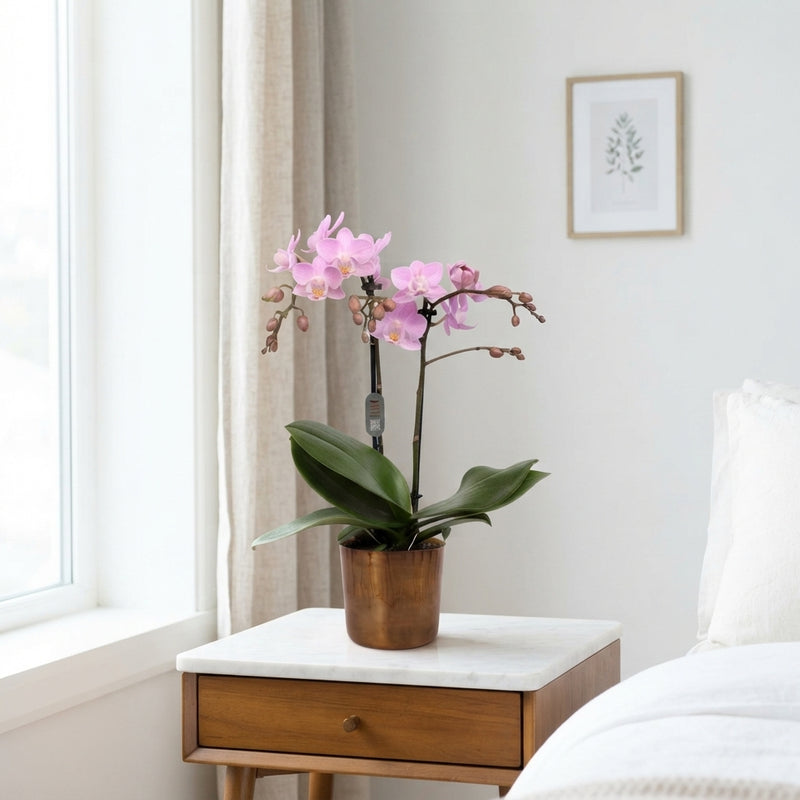 Mixed Phalaenopsis Orchid – 12cm Pot, 50cm Tall