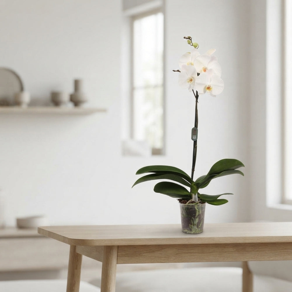 White Phalaenopsis Orchid – 12cm Pot, 70cm High