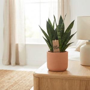 Sansevieria Zeylanica Snake Plant – 12cm Pot