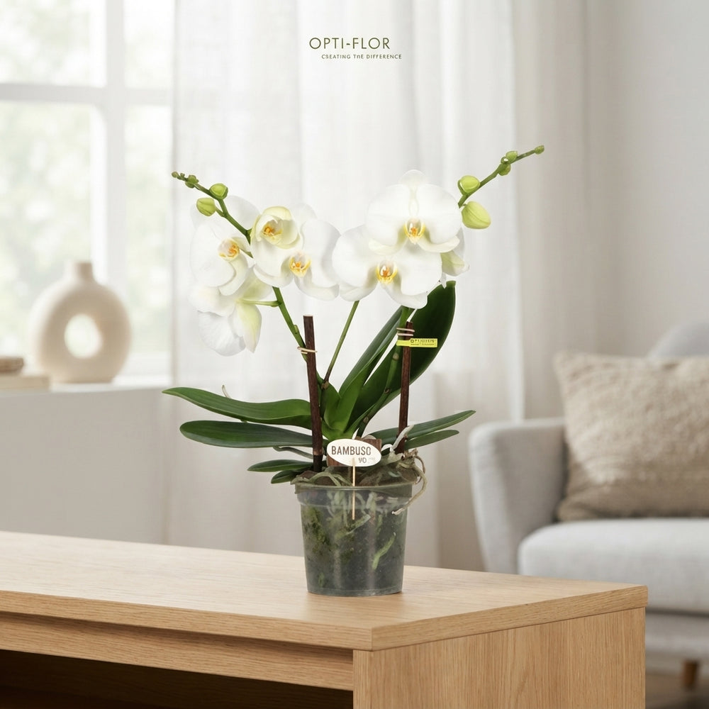 White Phalaenopsis Orchid ‘Bambuso Sequoia’ – 15cm Pot