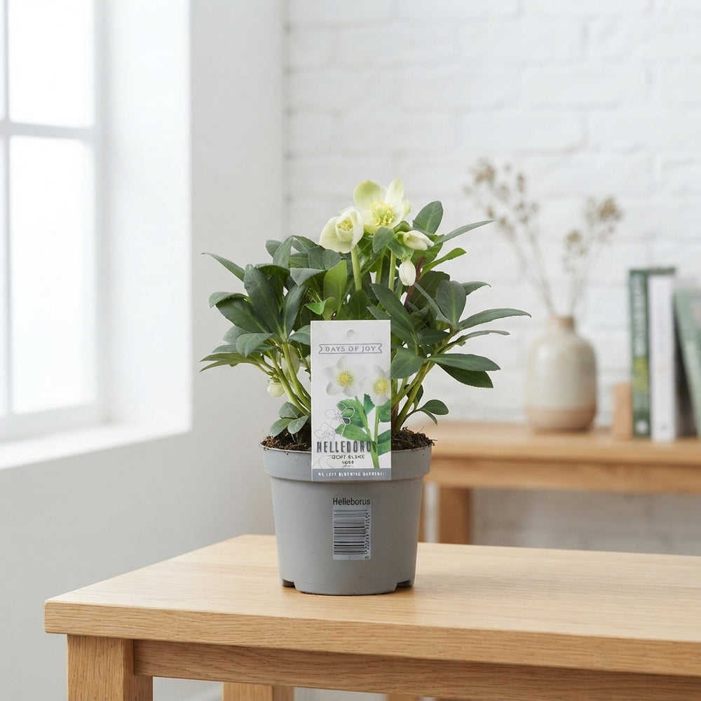 Helleborus ‘Mont Blanc’ – 13cm Pot, 24cm High