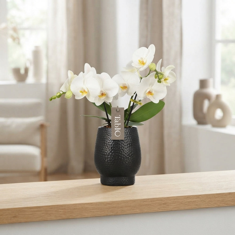 White Phalaenopsis Orchid – 12cm Ceramic Pot