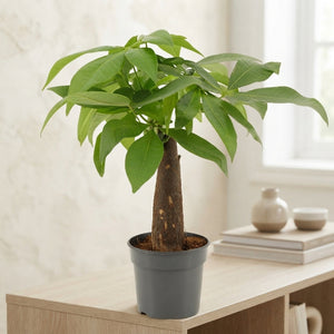 Money Tree (Pachira aquatica) – 9cm Pot