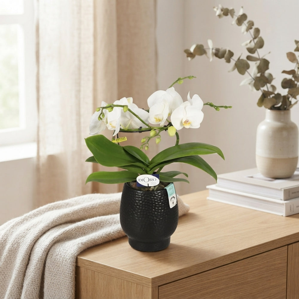 White Phalaenopsis Orchid ‘Dioro Prestige’ – 12cm Pot