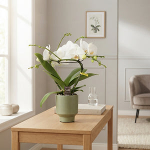 White Phalaenopsis Orchid ‘Dioro Prestige’ – 12cm Pot