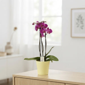 Mixed Phalaenopsis Orchid – 3 Stem, 12cm Ceramic Pot