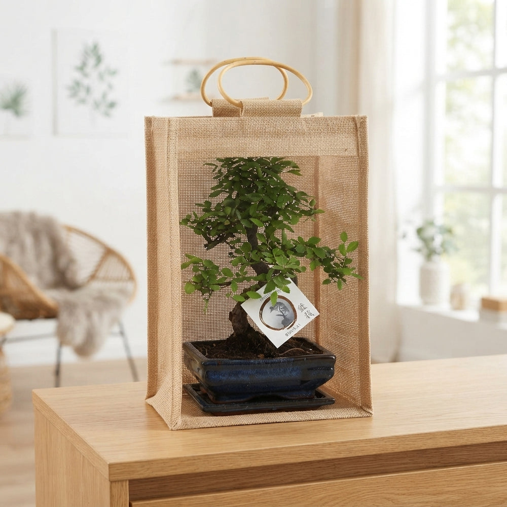 Indoor Bonsai Tree in Ceramic Pot – 15cm