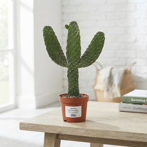 Opuntia Consolea Cactus – 13cm Pot, 35cm High
