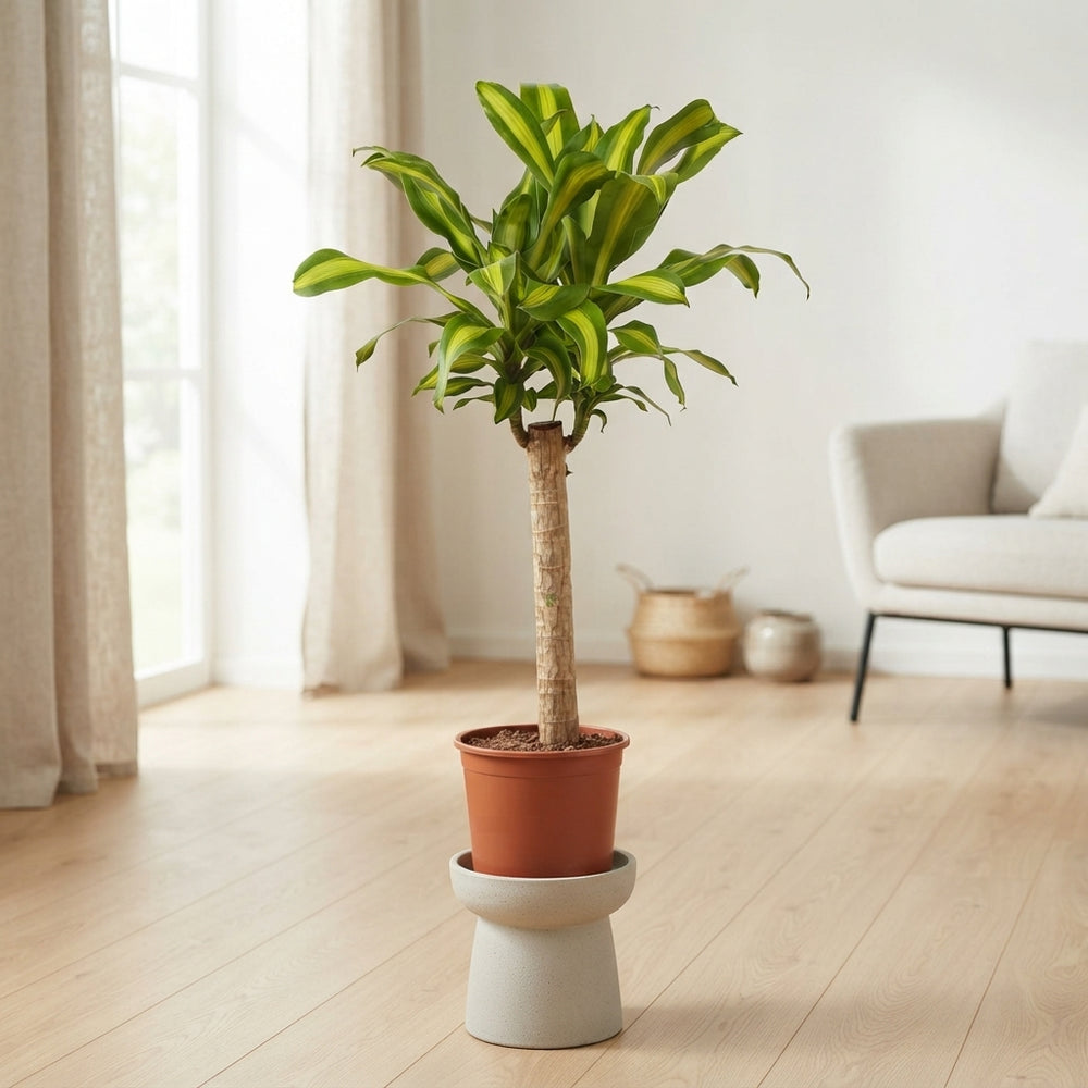 Dracaena Massangeana (Dracaena fragrans) – 24cm Pot, 120cm High