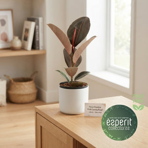 Ficus Elastica ‘Pink Camouflage’ – 14cm Pot
