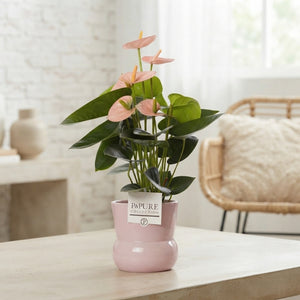 Mixed Anthurium Houseplant – 13cm Ceramic Pot