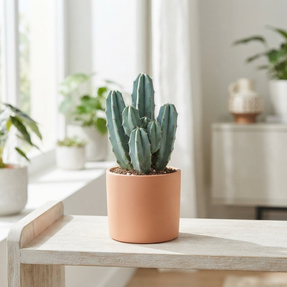 Blue Candle Cactus (Myrtillocactus geometrizans) – 8.5cm Pot