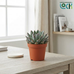 Echeveria Succulent – 8.5cm Pot, Approx. 15cm High