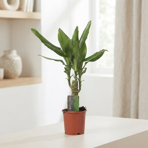 Dracaena fragrans Green Houseplant – 11cm Pot, 45cm