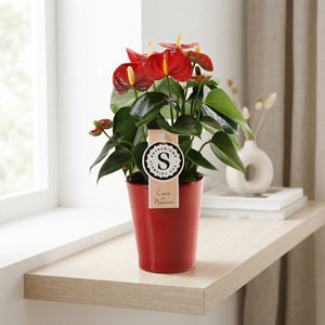 Red Anthurium ‘Champion’ – 9cm Ceramic Pot