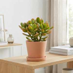 Mixed Crassula Succulent – 10.5cm Pot