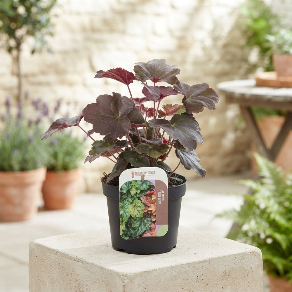 Heuchera ‘Palace Purple’ – 13cm Pot