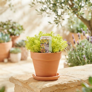 Mixed Sedum Garden Plant – 13cm Pot