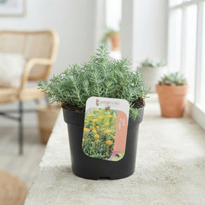 Blue Spruce Stonecrop (Sedum reflexum) – 13cm Pot