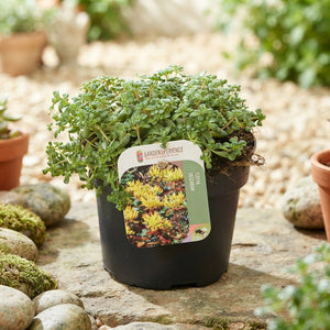Oregon Stonecrop (Sedum oreganum) – 13cm Pot