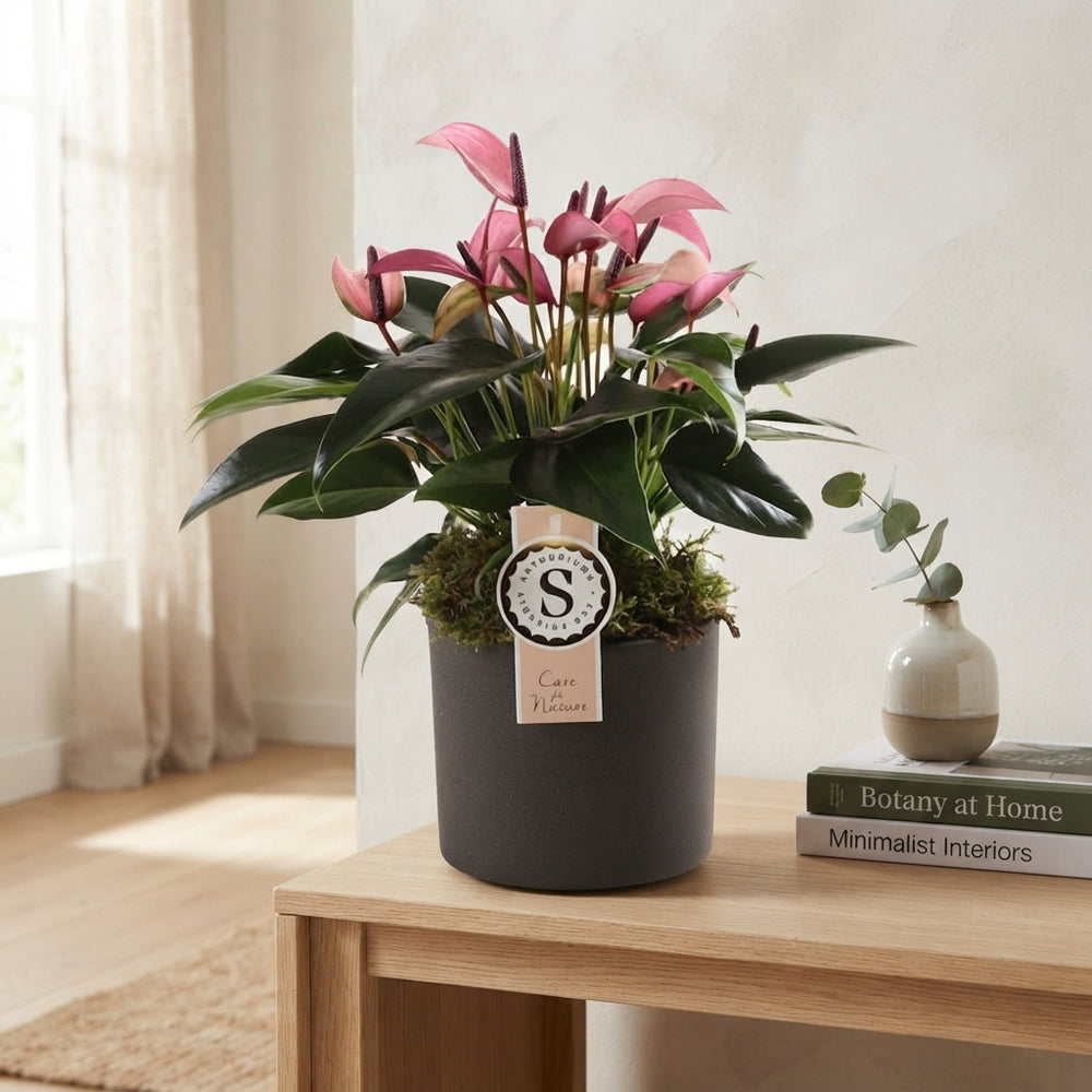 Purple Anthurium ‘Zizou’ – 12cm Ceramic Pot