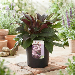 Penstemon ‘Dakota Burgundy’ – 17cm Pot