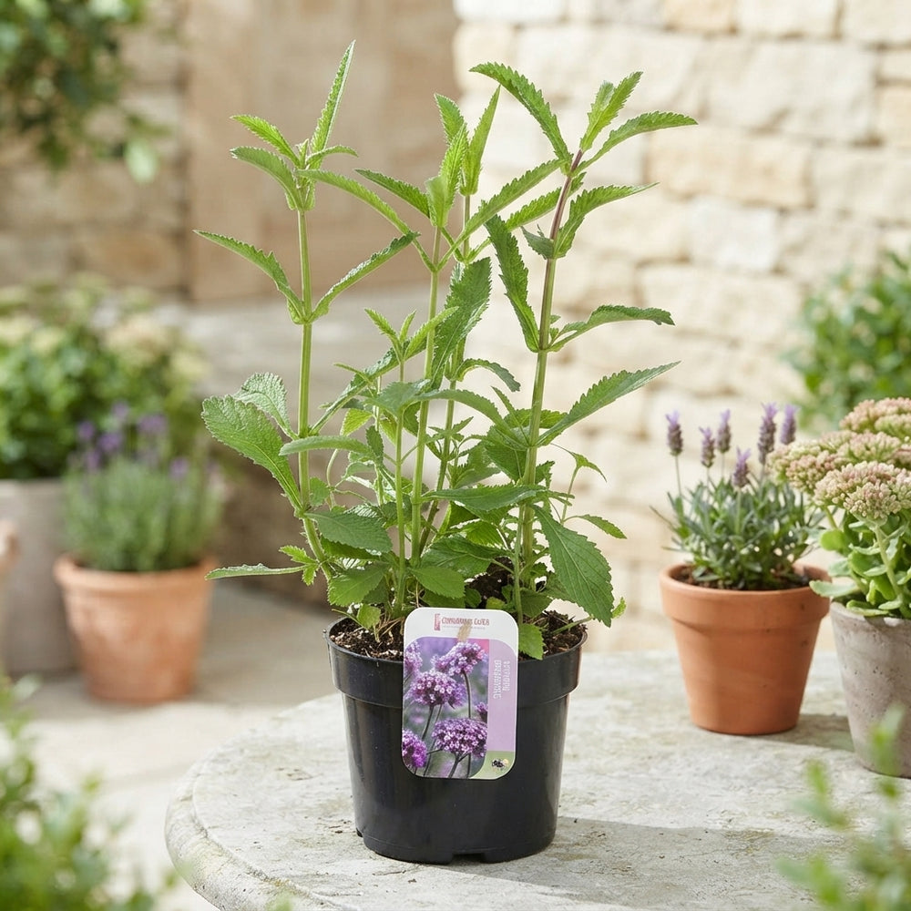Verbena bonariensis – 17cm Pot, Approx. 35cm High