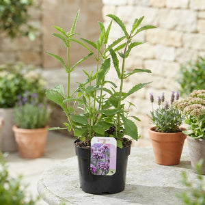 Verbena bonariensis – 17cm Pot, Approx. 35cm High