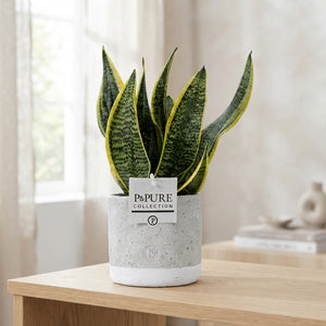 Sansevieria Superba Jade – 12cm Pot, 30cm High