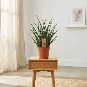 Sansevieria ‘Fernwood Punk’ – 14cm Pot, 60cm High