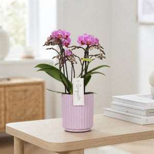 Mixed Pastel Phalaenopsis Orchid – 12cm Pot