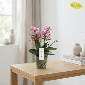Mixed Pastel Phalaenopsis Orchid – 12cm Pot