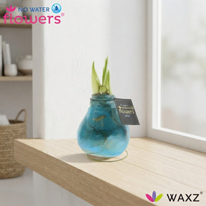 Waxed Hippeastrum ‘Saturnus’ Amaryllis Bulb