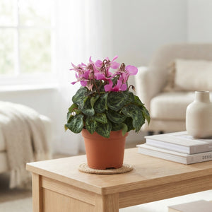 Lilac Persian Cyclamen (Cyclamen persicum) – 13cm Pot
