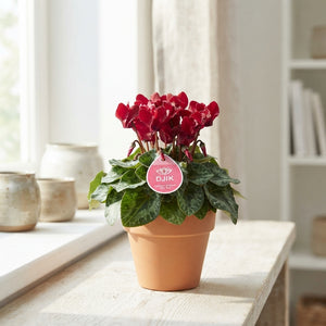 Lilac Persian Cyclamen (Cyclamen persicum) – 10.5cm Pot