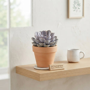Mixed Deluxe Succulents – 8.5cm Pot