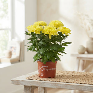 Yellow Chrysanthemum ‘Zembla’ – 15cm Pot