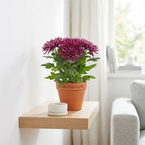 Yellow Chrysanthemum ‘Zembla’ – 15cm Pot