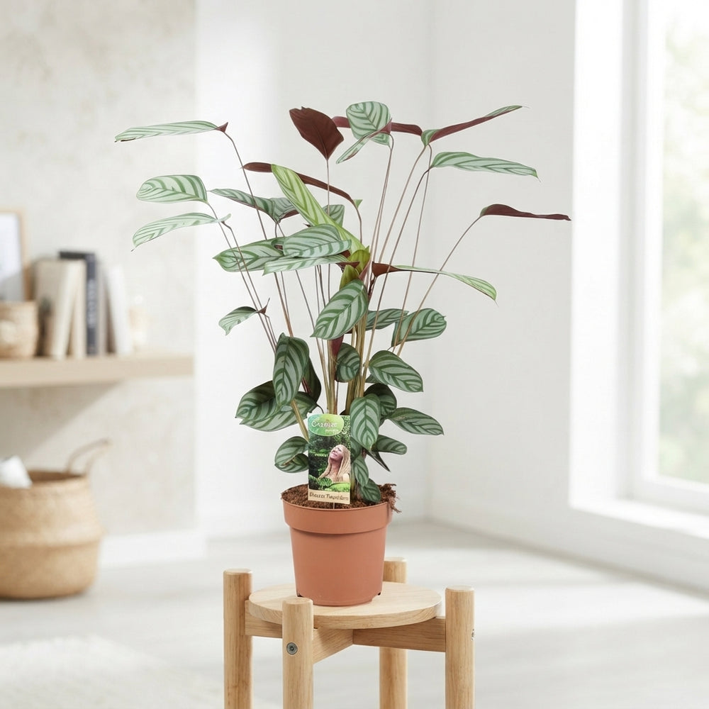 Ctenanthe Compactstar – 17cm Pot, 75cm High