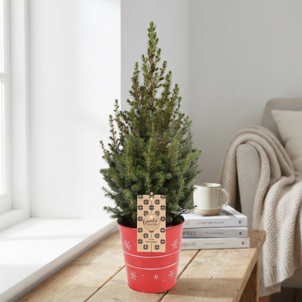 Dwarf White Spruce (Picea glauca) – 17cm Pot
