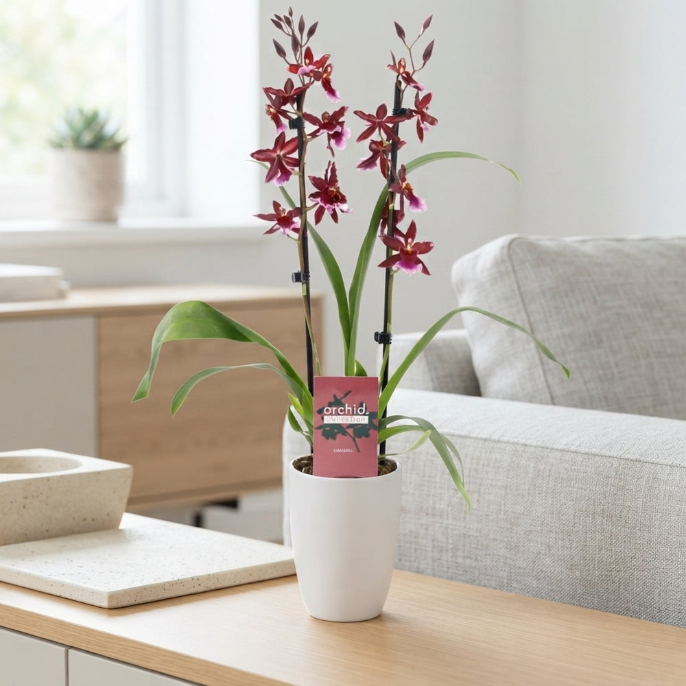 Red Burrageara Orchid – 2 Stems, 12cm Pot
