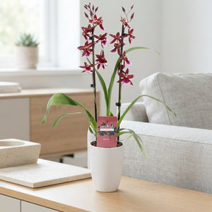 Red Burrageara Orchid – 2 Stems, 12cm Pot