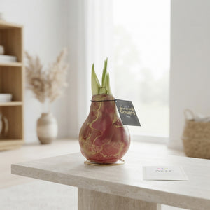 Jupiter Waxed Hippeastrum Bulb