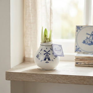 Delfts Blue Waxed Amaryllis (Hippeastrum)