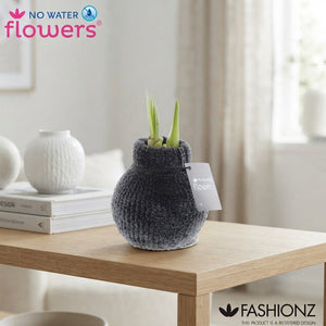 Hippeastrum Waxed Bulb ‘Cozy Teddy’ – 2 Stems
