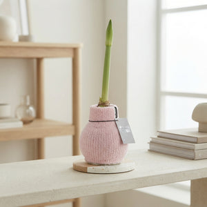 Waxed Hippeastrum ‘Cozy Fluffy’ – 2 Flower Stems