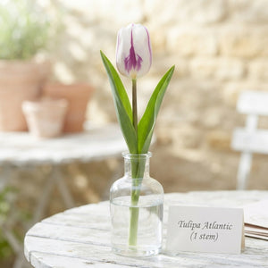 Tulipa 'Atlantic' Flower Bulbs – 12 cm Bulbs